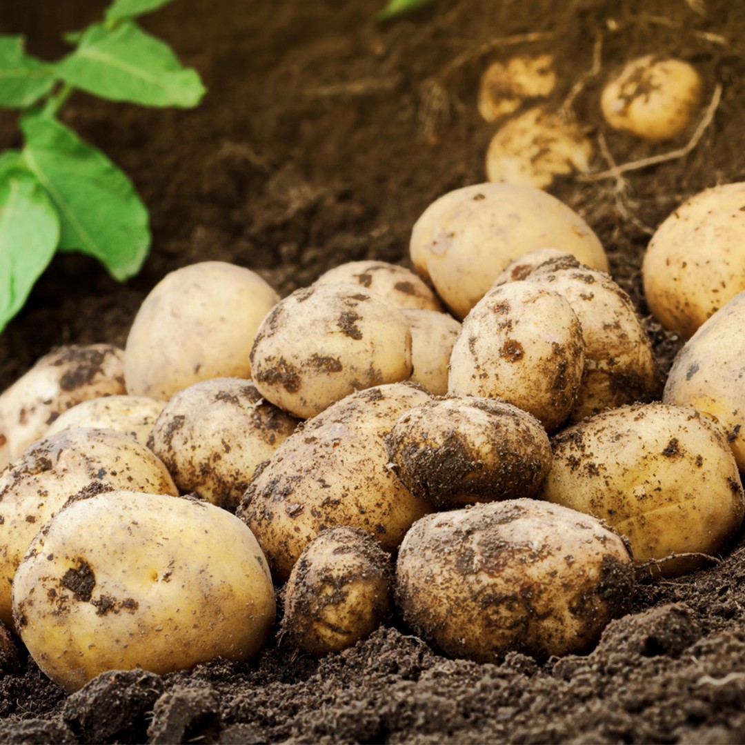 Картофель уход (почву, удобрение, обрезка) - PictureThis